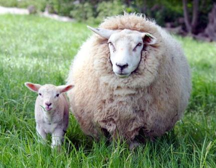 Купить подушки из овечьей шерсти в Дзержинске